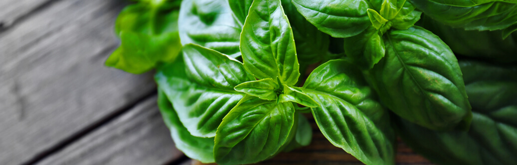 Basil (2)