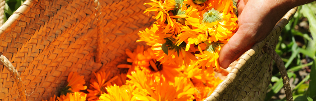 Calendula