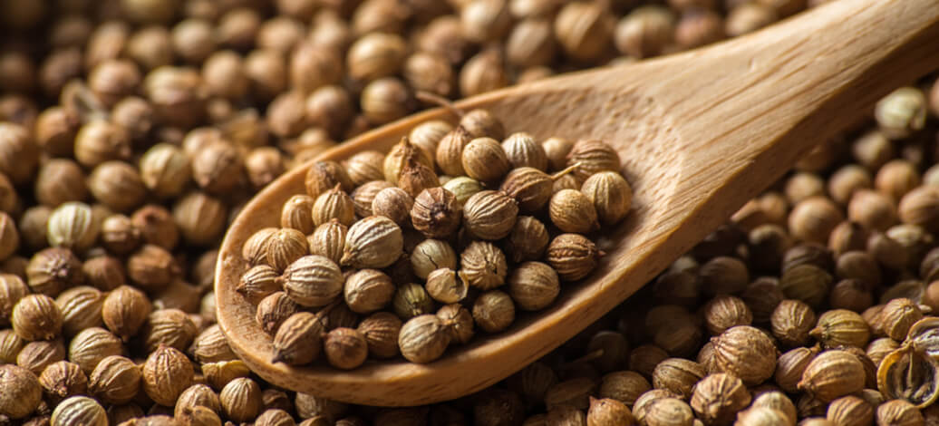 Coriander (1)