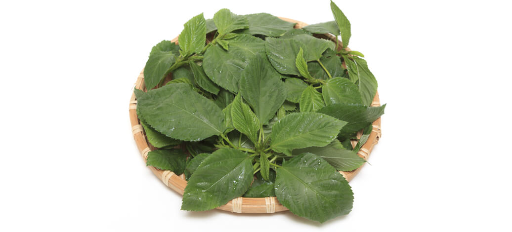 Molokhia leave