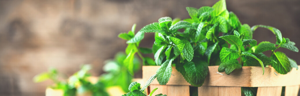 Spearmint (1)